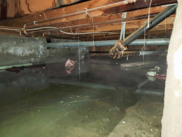 Best Carpet water damage restoration  in Lwa, CA